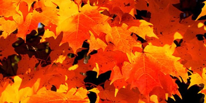 750x1334 Fall Leaves Iphone Wallpaper - Mobile Phone (#310025) - HD Wallpaper