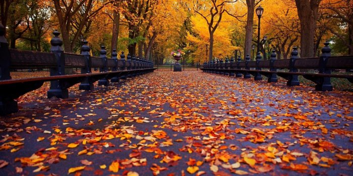 1920x1080 Falling Leaves Wallpaper Fall 5 | haydanhthoigian.net