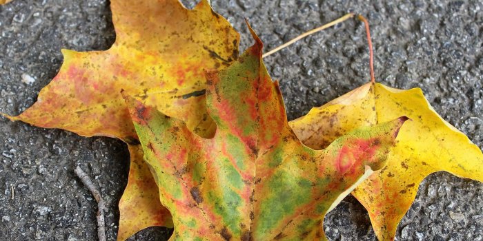 2477x1651 3111480 autumn, autumn leaves, autumn mood forest, fall foliage