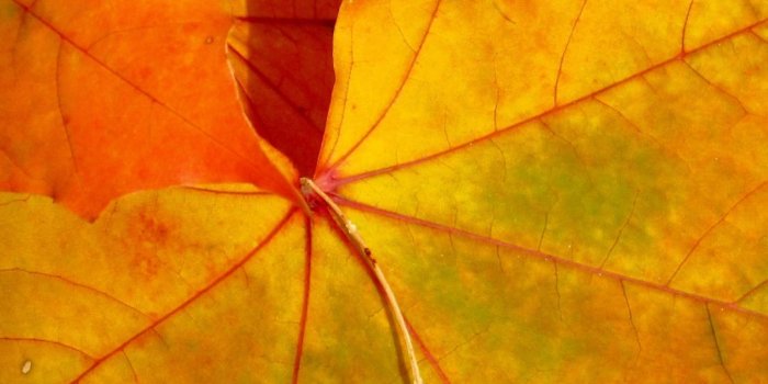 1080x1920 Fall Leaves iPhone Wallpaper - iDrop News