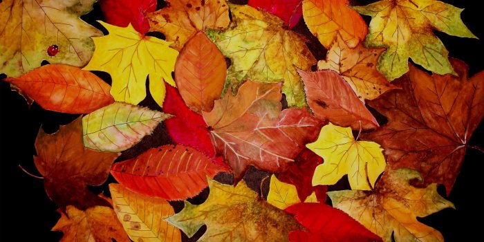 2880x1800 Autumn Leaves Wallpaper - Wallpapers Browse