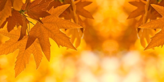 1920x1024 Best Of 3d Falling Leaves Animated Wallpaper | HD Wallpaper