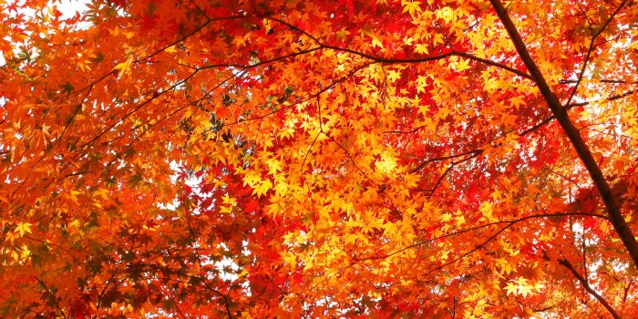 3072x2048 Flowers Backgrounds, 586900 Fall Leaves Wallpapers, by Derrick Snow