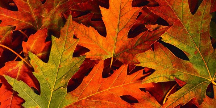 1280x1024 42+] Fall Leaves Wallpaper Backgrounds on WallpaperSafari