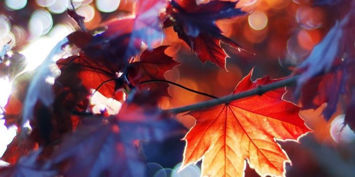 1024x1024 ImageSpace - Fall Leaves Ipad Wallpaper | gmispace.com