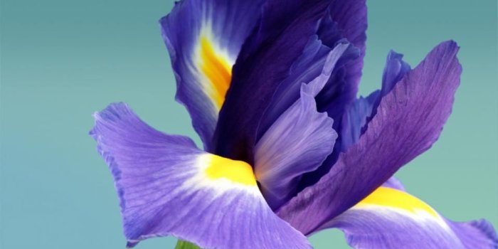 959x959 Original Wallpapers SGSIII | Samsung Galaxy S III I9300, I9305