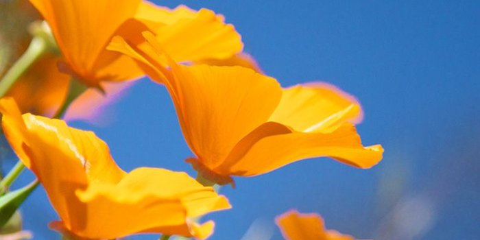 720x1280 Samsung-galaxy-s3-wallpaper-desktop-001 – Adorable Wallpapers