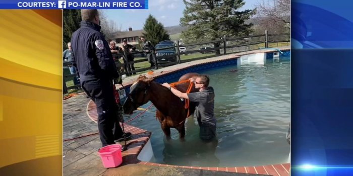 1600x900 Crews rescue horse that fell into backyard pool in Chester County