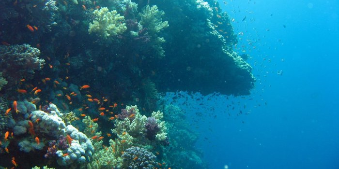 1920x1202 underwater ocean wallpaper 1920x1200 | ololoshenka | Ocean pictures