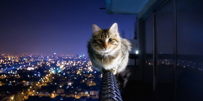 3840x2160 Cat cityscape HD Wallpaper 4K Ultra HD - HD Wallpaper - Wallpapers.net