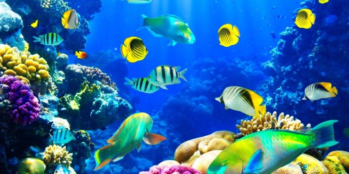 1920x1080 64+ Underwater Ocean Wallpapers on WallpaperPlay