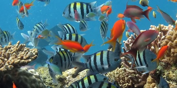 1080x1920 Download wallpaper 1080x1920 underwater, ocean, fish samsung galaxy