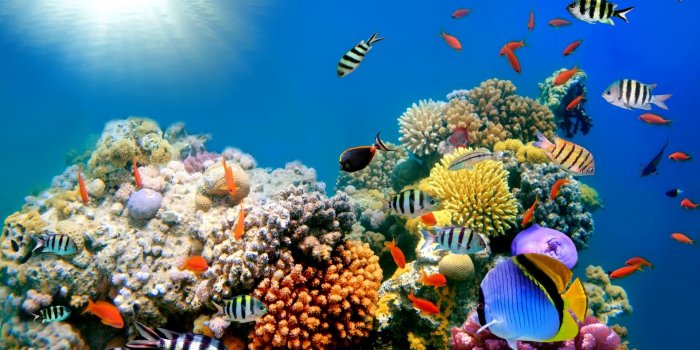 1920x1200 Ocean Underwater Wallpaper HD