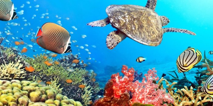 1332x850 Wallpaper fish, the ocean, turtle, underwater world, underwater