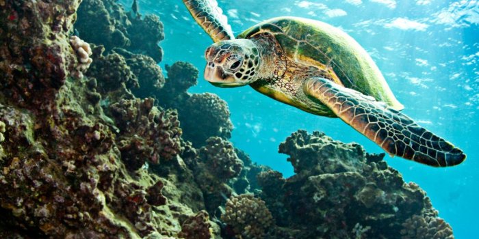 1244x700 Turtle Tortoise Underwater Ocean wallpaper | 1920x1080 | 72605