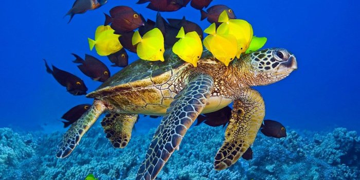 1680x1050 Turtle Yellow Fish Underwater Ocean wallpaper | 1680x1050 | #14490