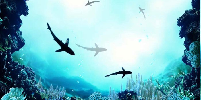 1280x800 Sharks Underwater Ocean live wallpaper for Android - APK Download