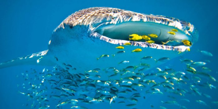 1199x700 Whale shark underwater ocean sea wallpaper | 5050x2949 | 418146