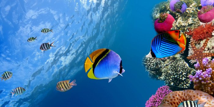 2048x1536 Coral Reef Fish, Ecosystem, Coral Reef, Underwater, Ocean Wallpaper