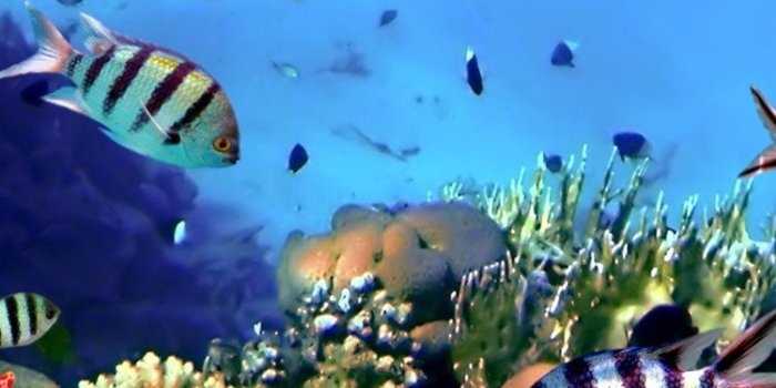 750x1334 Colorful tropical fish, coral, underwater, ocean 750x1334 iPhone 8/7