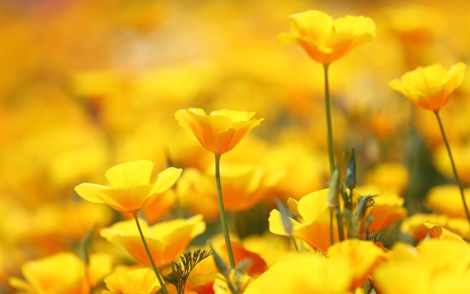 2560x1600 64+ Yellow Flower Wallpapers on WallpaperPlay
