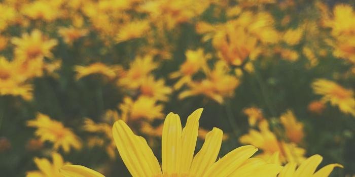 2448x3264 Grunge hippie shadow dark yellow flowers wanderlust background