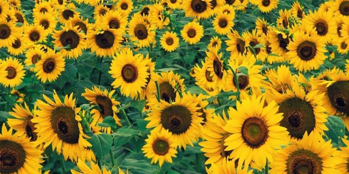 1280x1024 Yellow Flowers Wallpapers