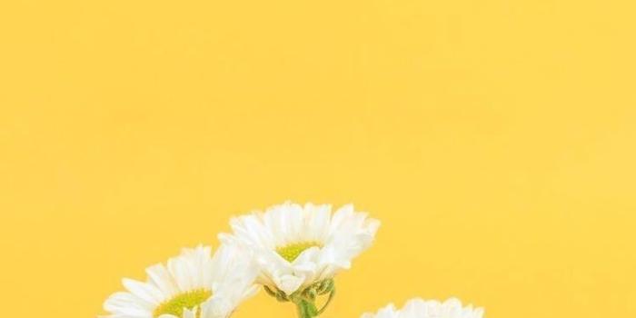 720x1280 Yellow Flower Wallpaper Iphone (#32438) - HD Wallpaper Download