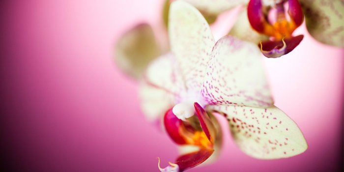 1920x1080 Beautiful Orchid Wallpaper #6903325