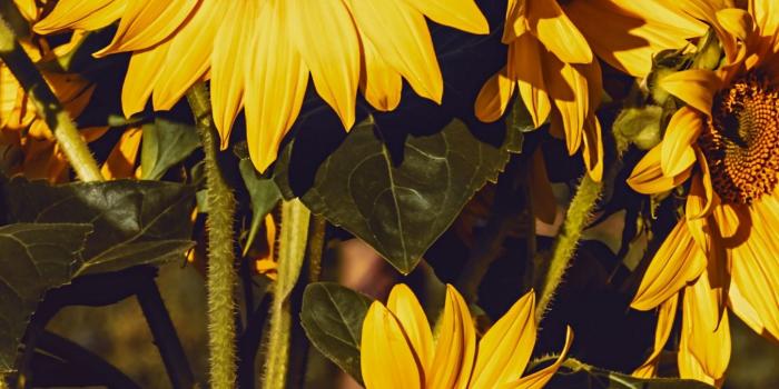 1350x2400 Download wallpaper 1350x2400 sunflower, flowers, summer, yellow