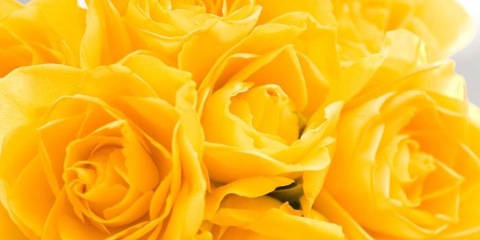 1920x1200 64+ Yellow Flower Wallpapers on WallpaperPlay