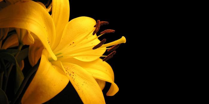 1680x1050 Yellow Flower wallpaper | 1680x1050 | #42588