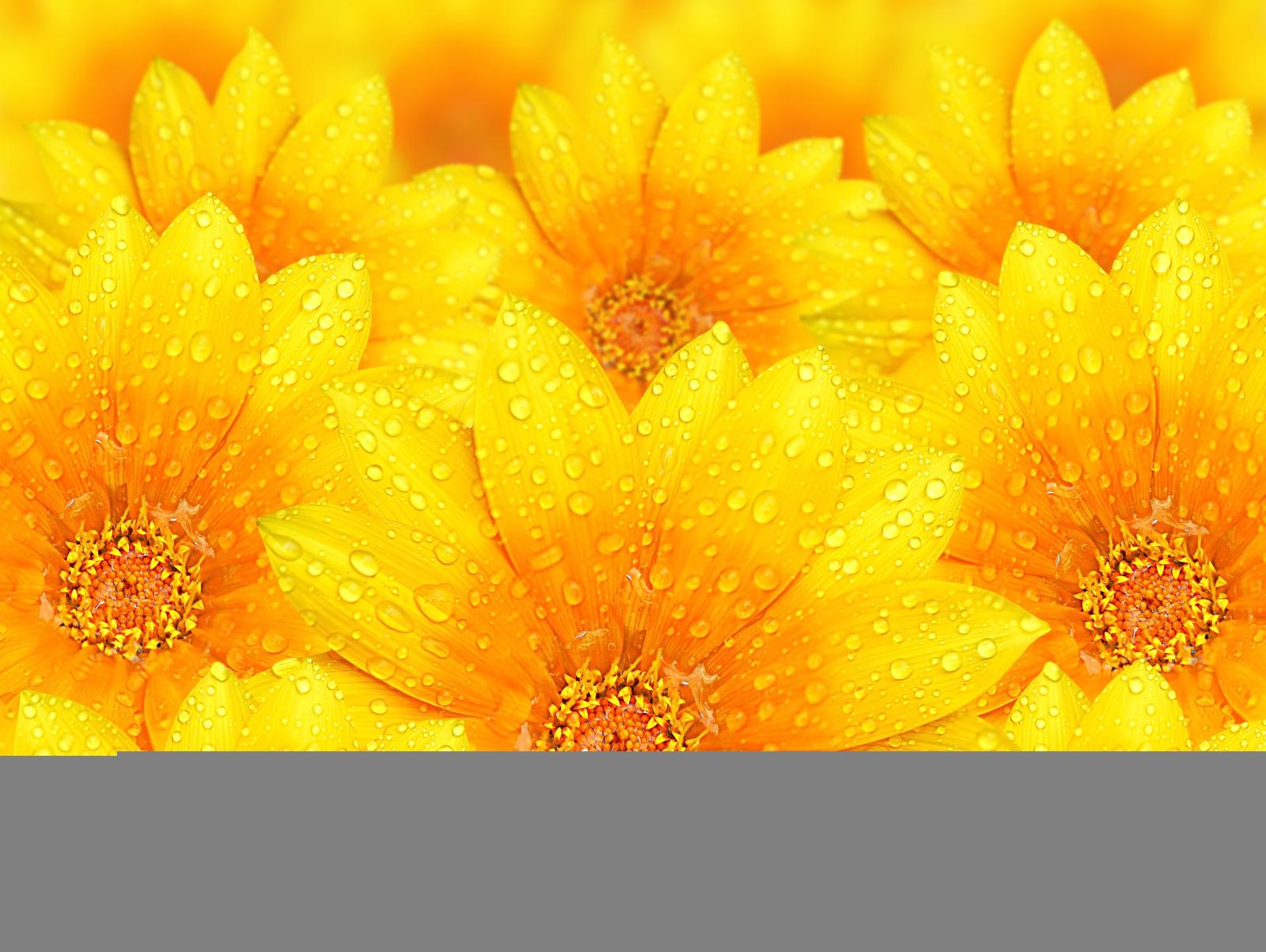 4500x3386 Water Droplets On Yellow Flowers - Yellow Flower Background Hd