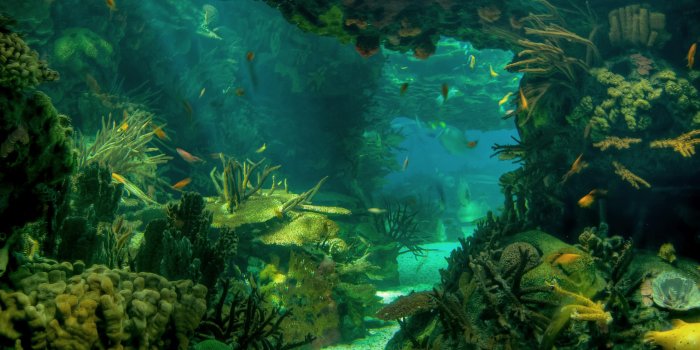 2560x1600 Download 2560x1600 Sea Seabed Landscape Underwater Ocean Fish Photo