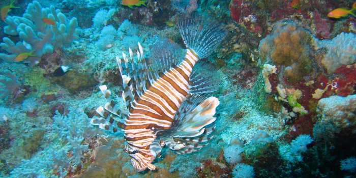 1920x1201 Underwater Wallpaper, ocean wallpaper, marine life on Elphinstone