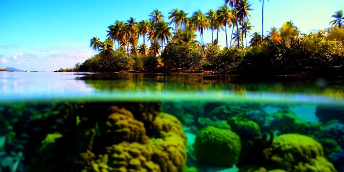 1920x1200 Beaches: Tropical Marine Palms Coral Beauty Stones Underwater Ocean