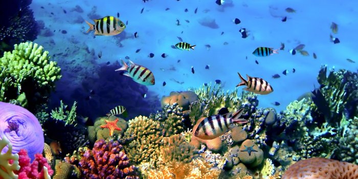 2560x1600 Wallpaper Colorful tropical fish, coral, underwater, ocean 2560x1600