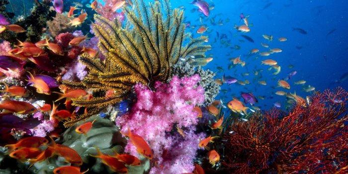 1920x1080 Hawaii Ocean Underwater | Underwater Scene Coral Ocean Wallpaper