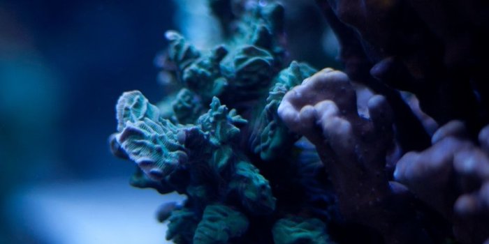 938x1668 Download wallpaper 938x1668 corals, underwater world, algae, macro