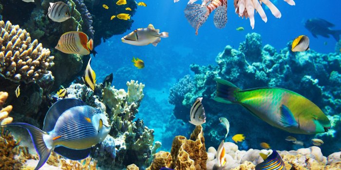 1920x1080 Underwater Ocean Wallpaper ,Wallpaper Download , (31