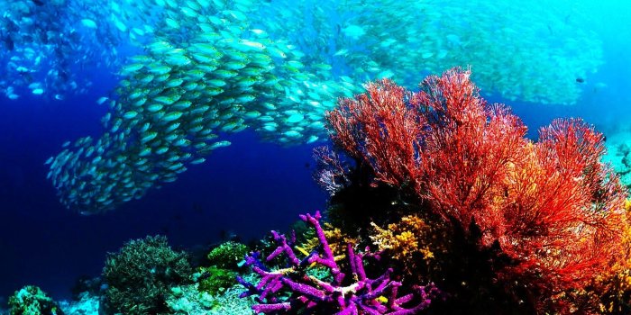 1920x1080 fish, Fishes, Underwater, Ocean, Sea, Sealife, Nature 66 4K HD