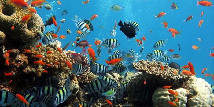 1600x900 Underwater Ocean Desktop Backgrounds HD Wallpapers Desktop Background