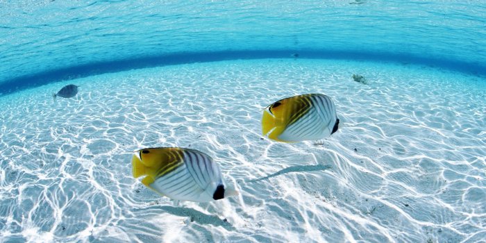 1920x1200 Underwater Desktop Backgrounds (71+)