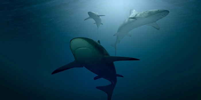 1920x1080 Download 1920x1080 Shark, Predator, Underwater, Ocean Wallpapers for