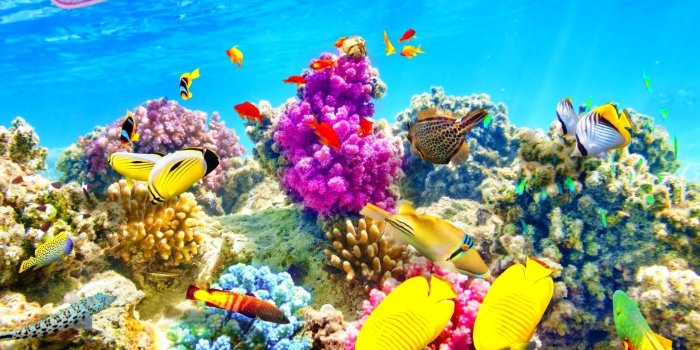 1920x1080 55+ Underwater Tropical Fish Live Wallpapers - Download at WallpaperBro