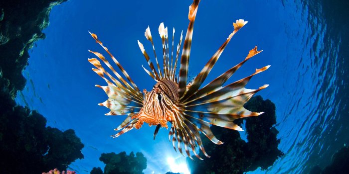 2880x1800 Oceans: Underwater Oceans Corals Life Sea Ocean Marine Nature Fish