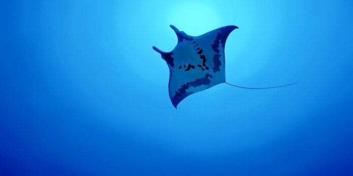 1280x720 Wallpaper Manta ray, Fish, Underwater, Ocean, 4K, Animals, #15698