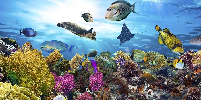 1500x1500 artgeist Photo Wallpaper Underwater Ocean 138