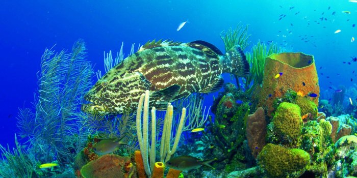 1600x1200 fish, Fishes, Underwater, Ocean, Sea, Sealife, Nature 107 4K HD