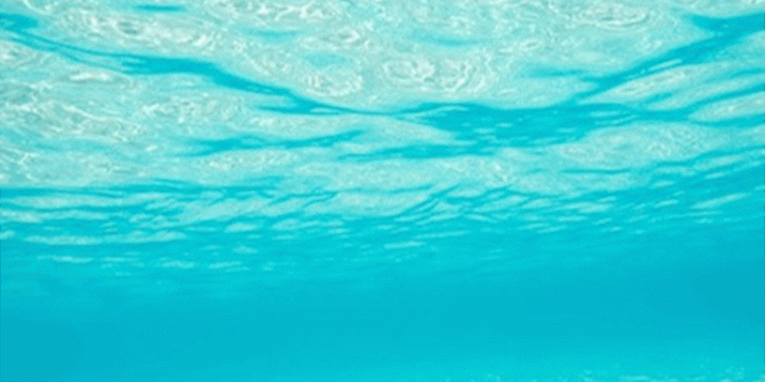 750x1334 Underwater Wallpaper Fish Ocean Sea Fishes Island Background - Sea